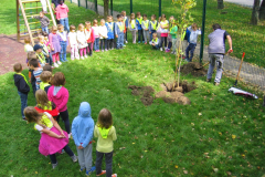 Posaditev drevesa 2014